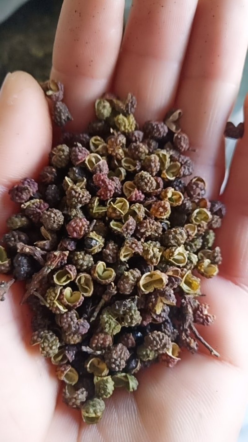 青花椒，转红椒！
