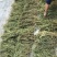 金牛草。金不焕。紫背金牛。塘角鱼草。