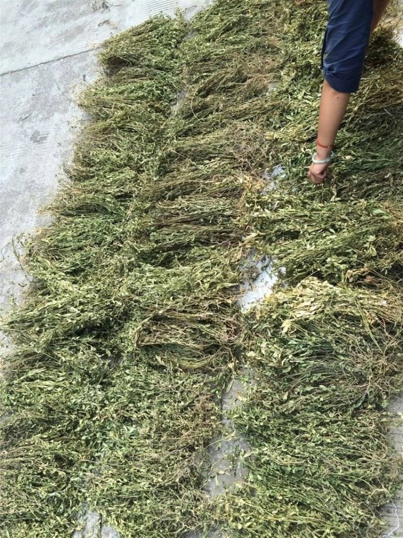 金牛草。金不焕。紫背金牛。塘角鱼草。
