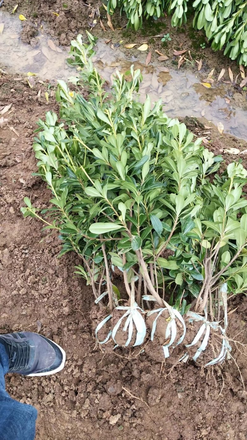 海桐小毛球2.85绿化苗木花灌木色块绿篱苗海桐球