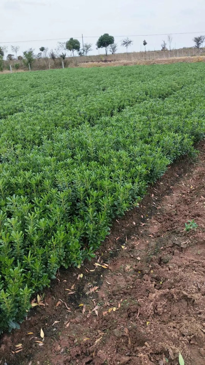 海桐小毛球2.85绿化苗木花灌木色块绿篱苗海桐球