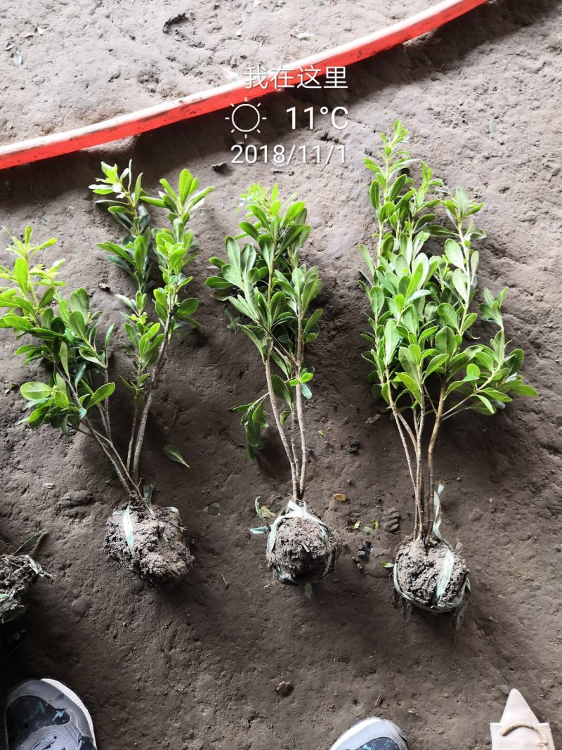 海桐小毛球2.85绿化苗木花灌木色块绿篱苗海桐球