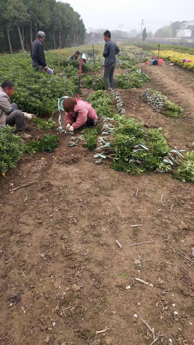 海桐小毛球2.85绿化苗木花灌木色块绿篱苗海桐球