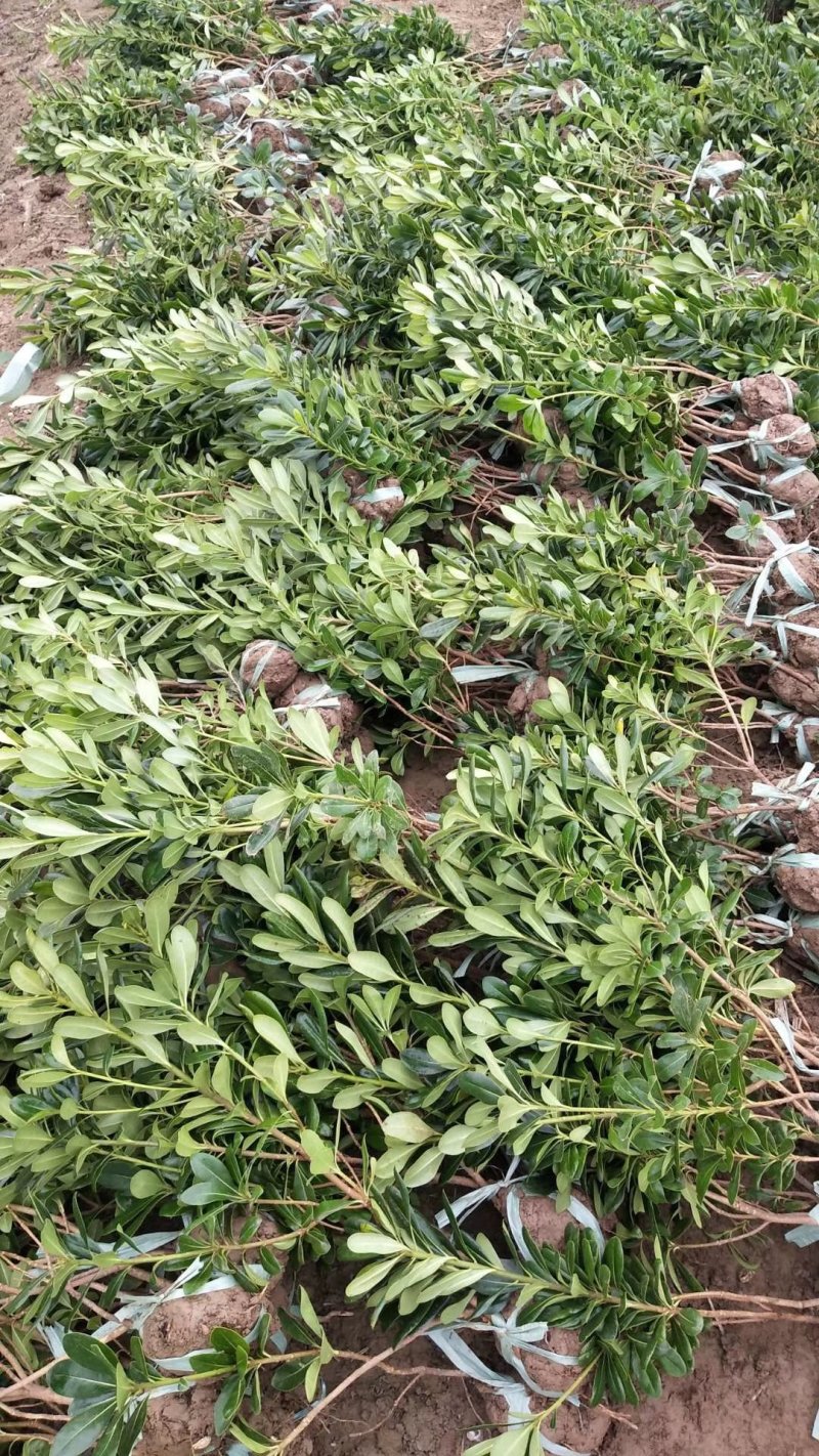 海桐小毛球2.85绿化苗木花灌木色块绿篱苗海桐球