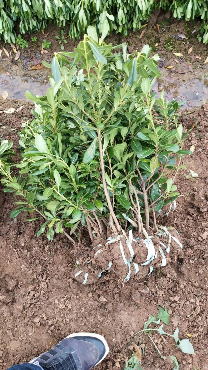 海桐小毛球2.85绿化苗木花灌木色块绿篱苗海桐球