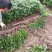 海桐小毛球2.85绿化苗木花灌木色块绿篱苗海桐球