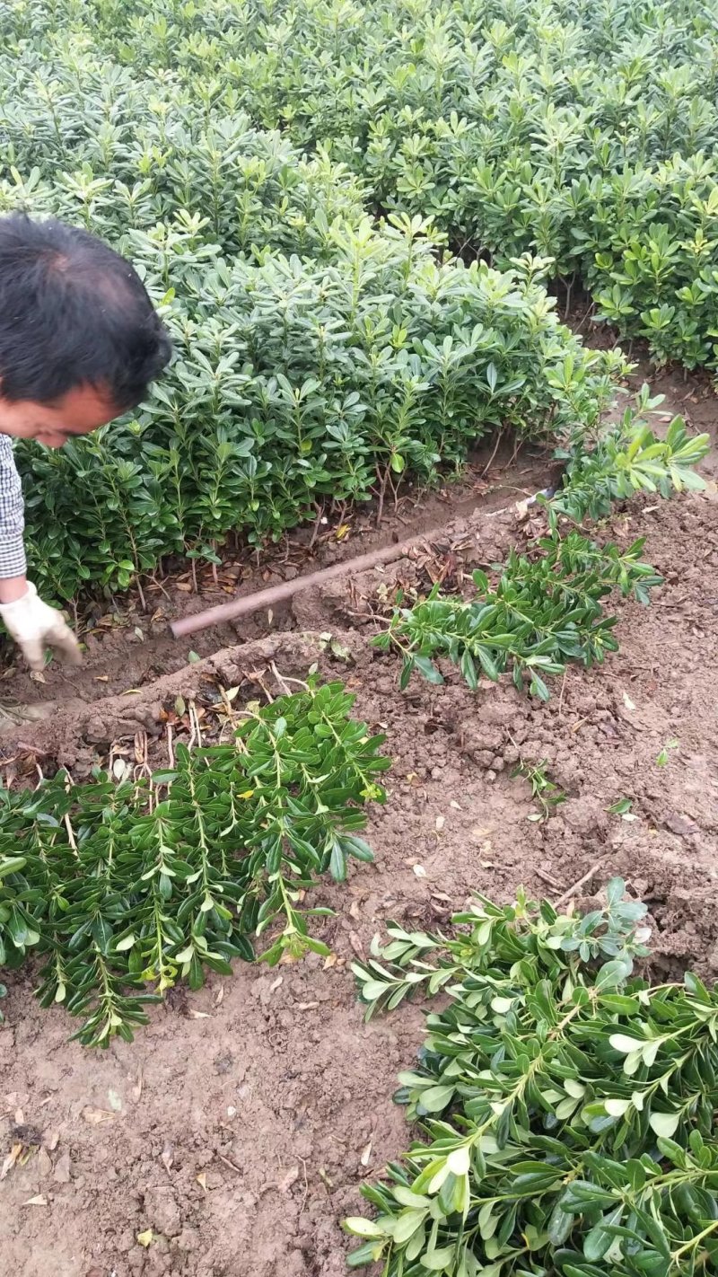 海桐小毛球2.85绿化苗木花灌木色块绿篱苗海桐球