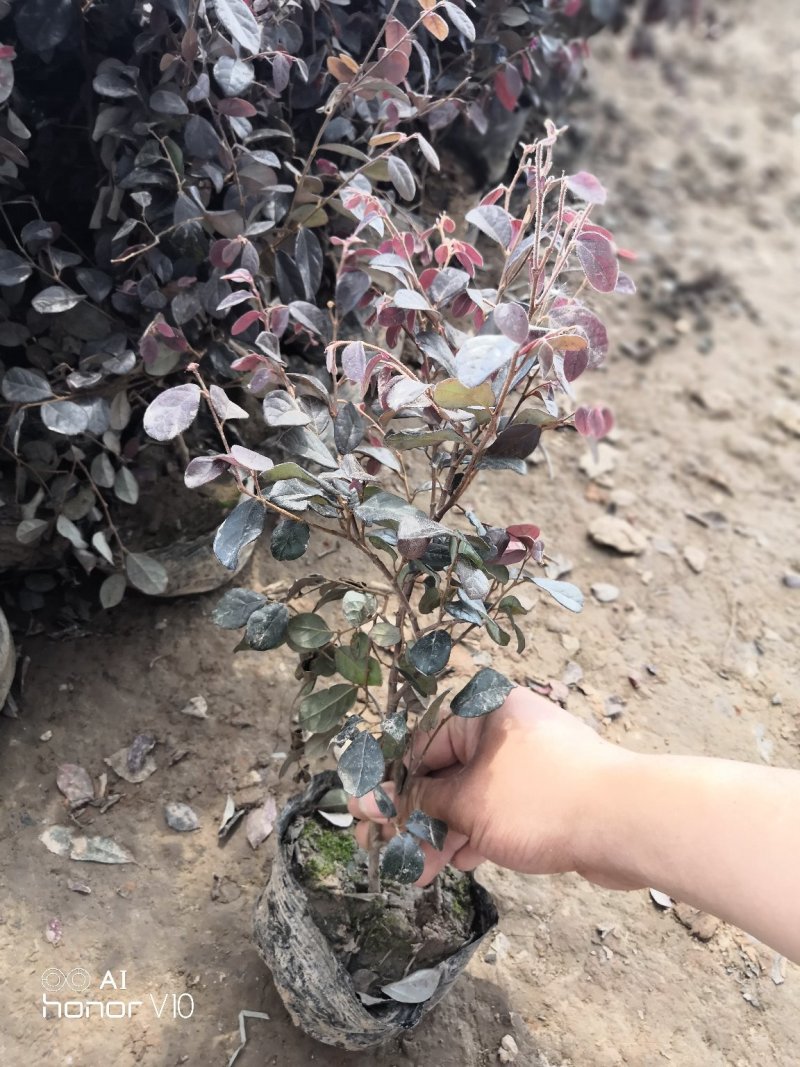 红花继木大杯苗2.8小毛球3.9色块绿篱苗红花继木球