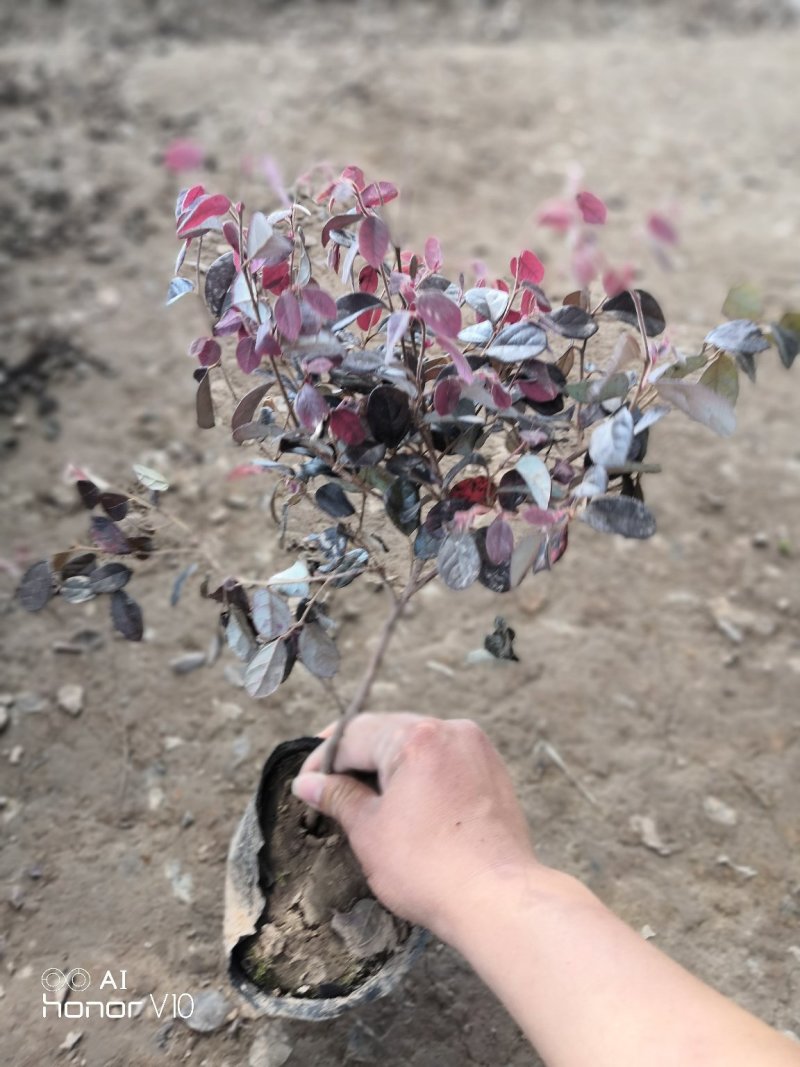 红花继木大杯苗2.8小毛球3.9色块绿篱苗红花继木球