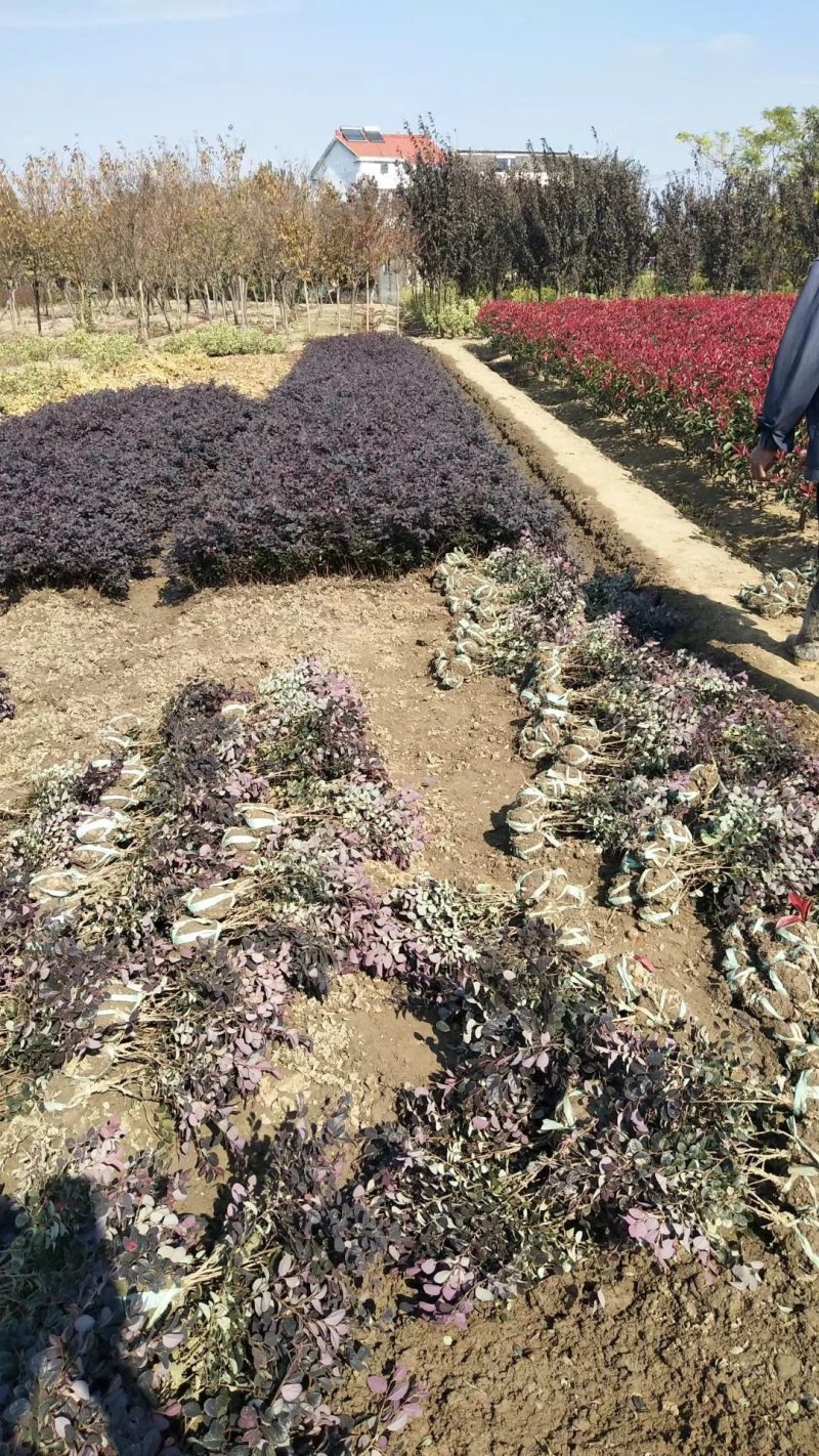红花继木大杯苗2.8小毛球3.9色块绿篱苗红花继木球