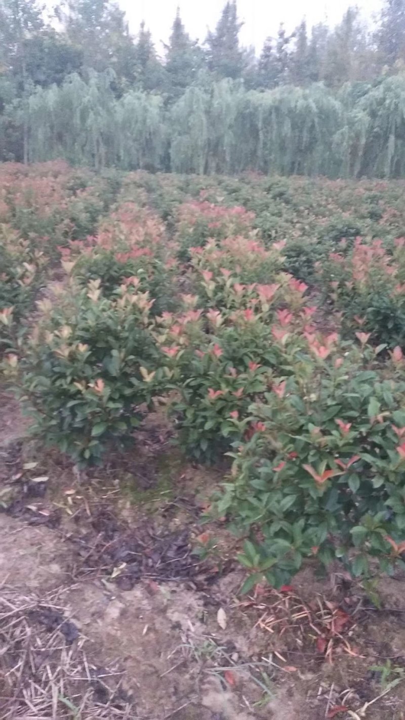 红叶石楠球一米冠幅45苗圃大量出售大小规格均有量大