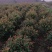 红叶石楠球一米冠幅45苗圃大量出售大小规格均有量大