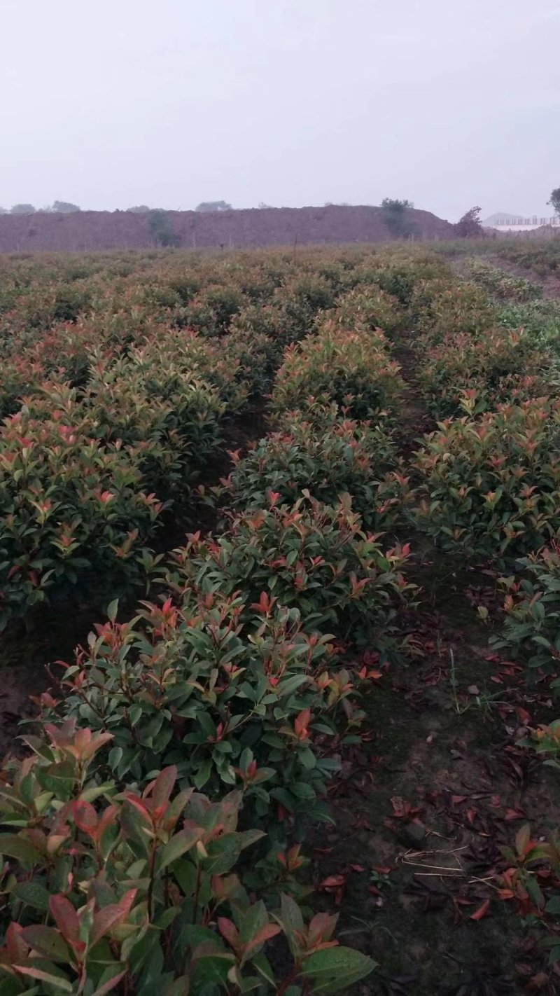 红叶石楠球一米冠幅45苗圃大量出售大小规格均有量大