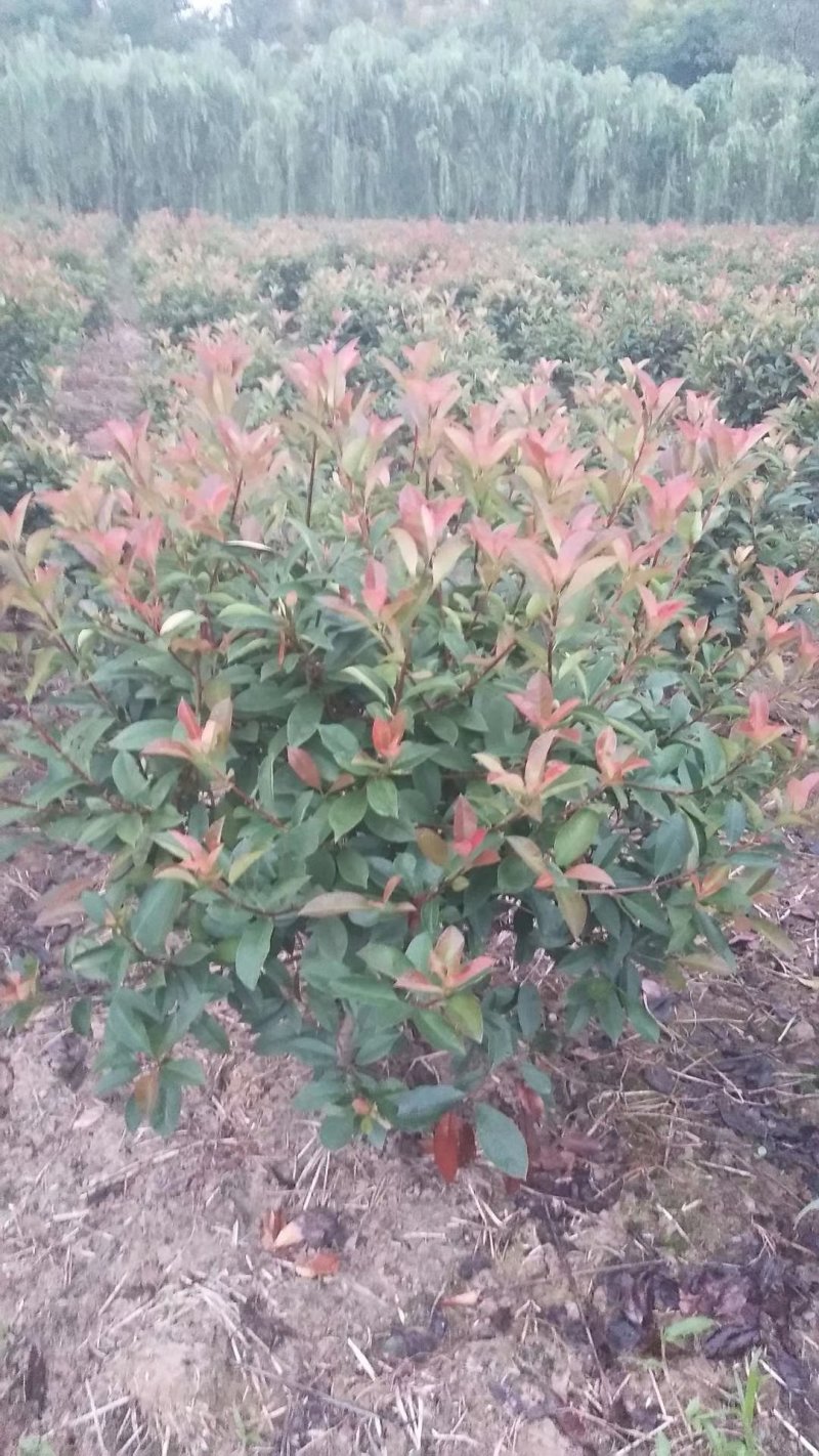 红叶石楠球一米冠幅45苗圃大量出售大小规格均有量大
