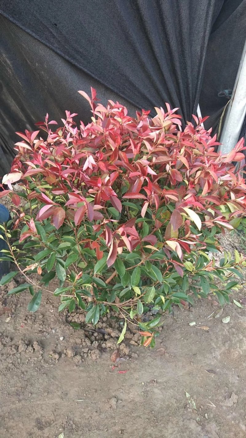 红叶石楠球一米冠幅45苗圃大量出售大小规格均有量大