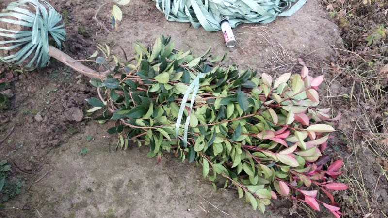 红叶石楠球一米冠幅45苗圃大量出售大小规格均有量大