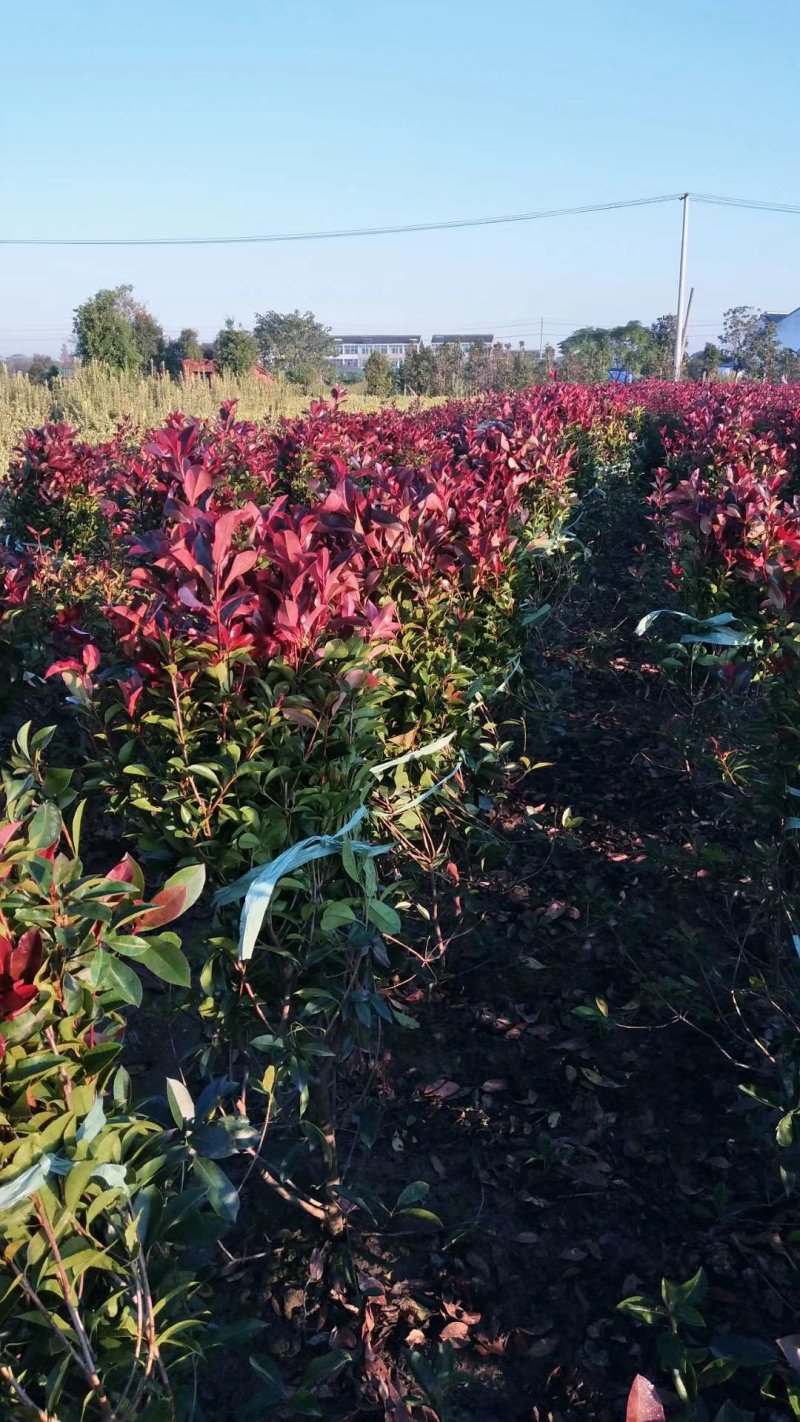 红叶石楠球一米冠幅45苗圃大量出售大小规格均有量大