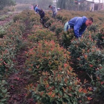 红叶石楠球一米冠幅45苗圃大量出售大小规格均有量大