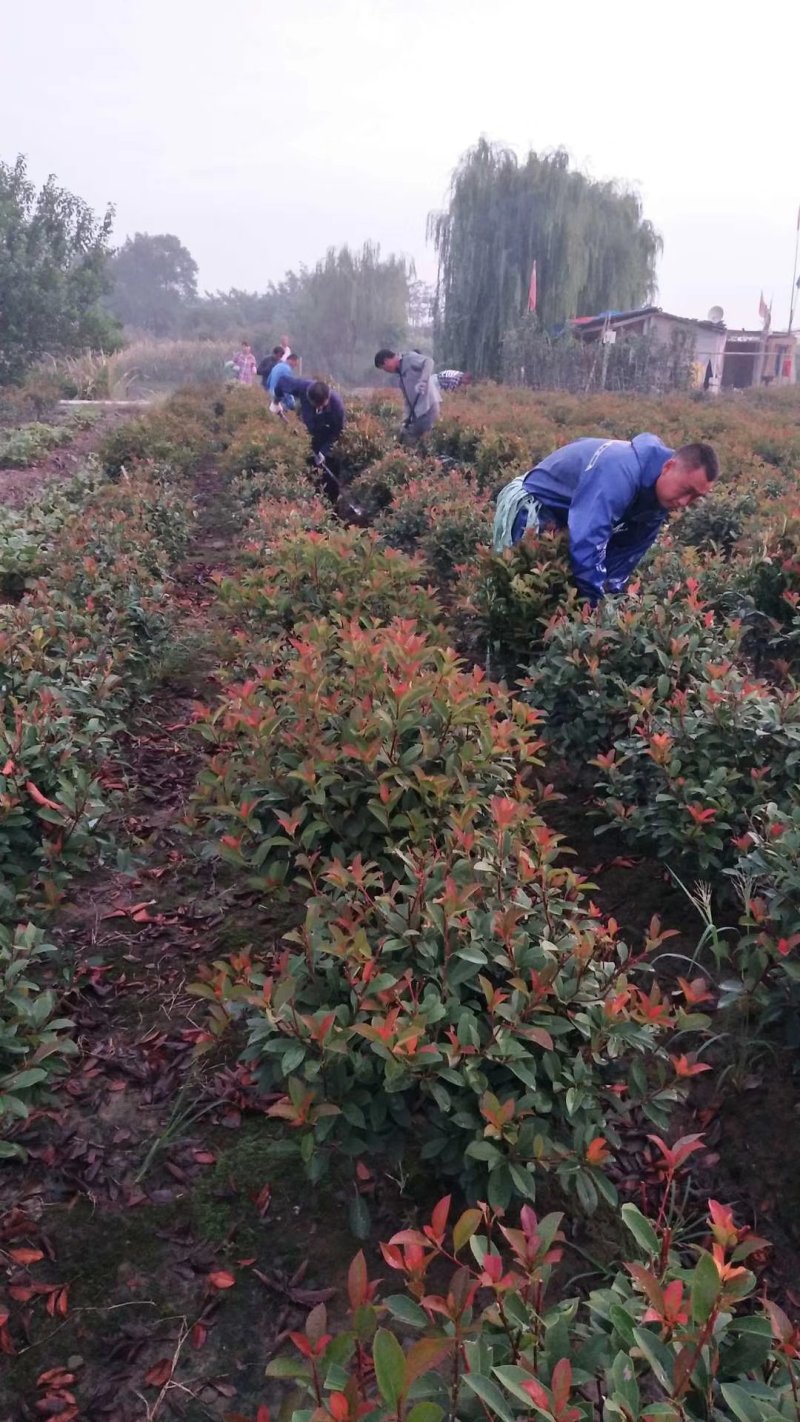 红叶石楠球一米冠幅45苗圃大量出售大小规格均有量大