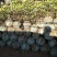 红叶石楠球一米冠幅45苗圃大量出售大小规格均有量大