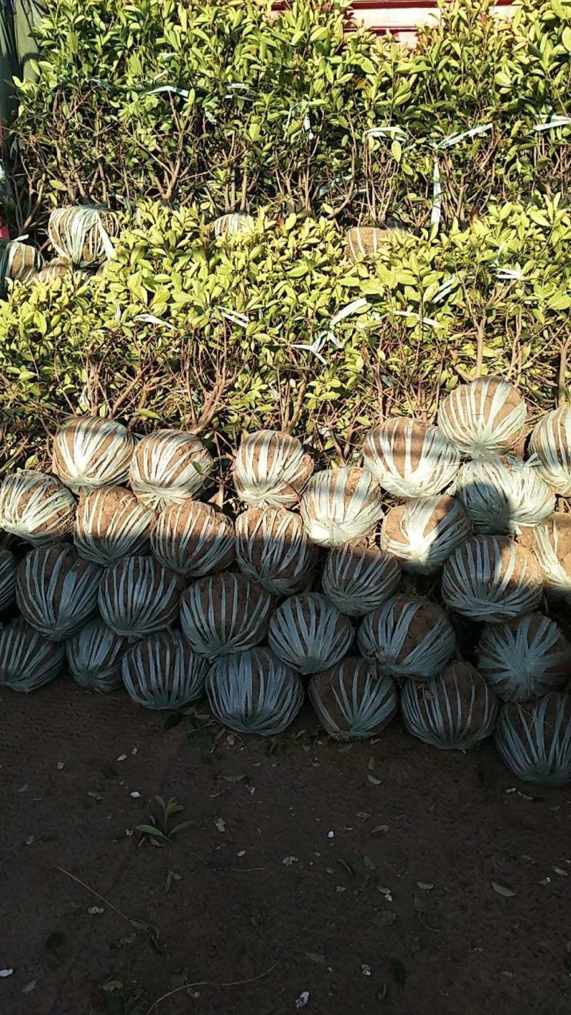 红叶石楠球一米冠幅45苗圃大量出售大小规格均有量大