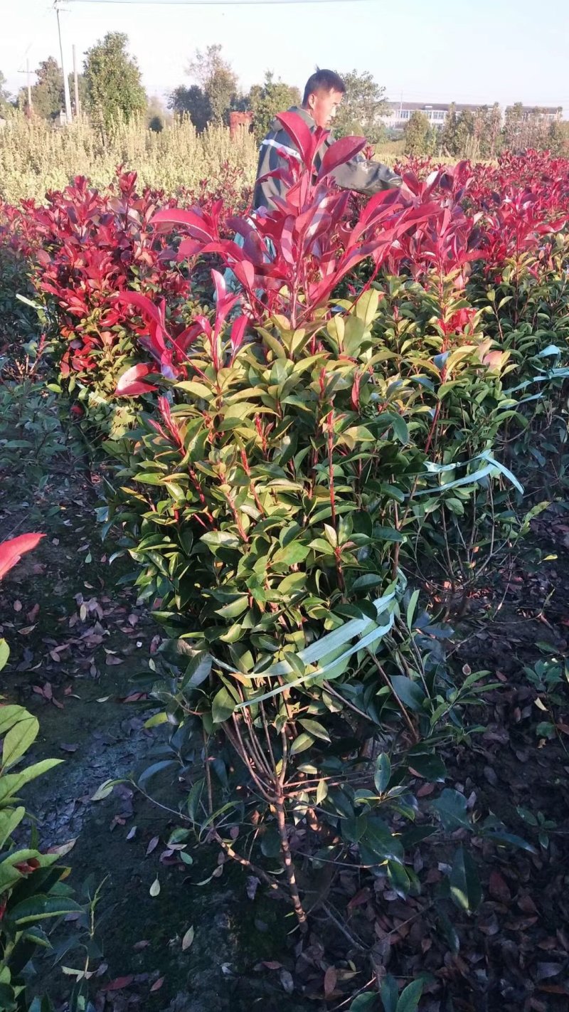红叶石楠球一米冠幅45苗圃大量出售大小规格均有量大