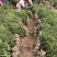 龟甲冬青四季常青不落叶大小规格均有毛球球类