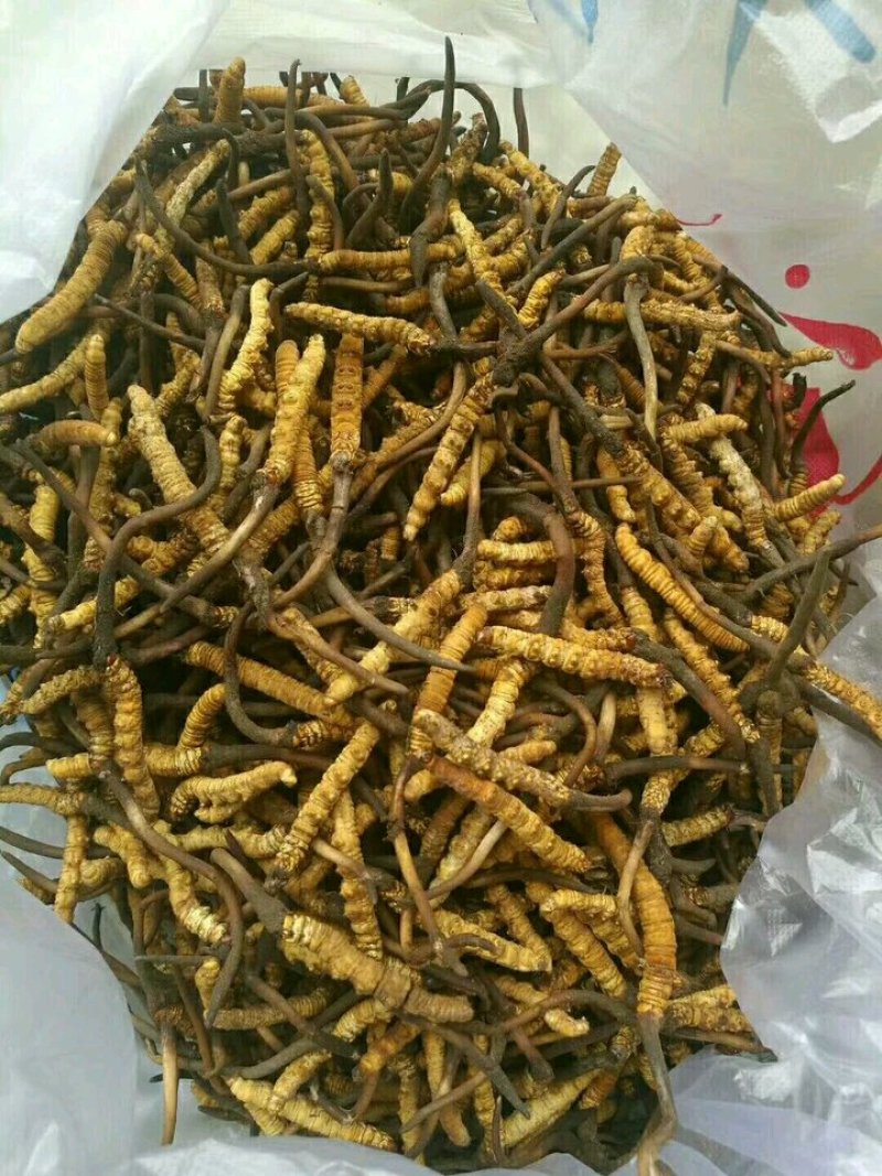 冬虫夏草找寻合作伙伴