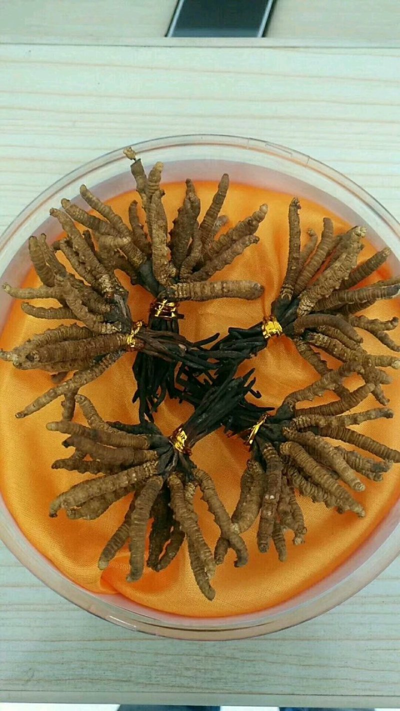 冬虫夏草找寻合作伙伴