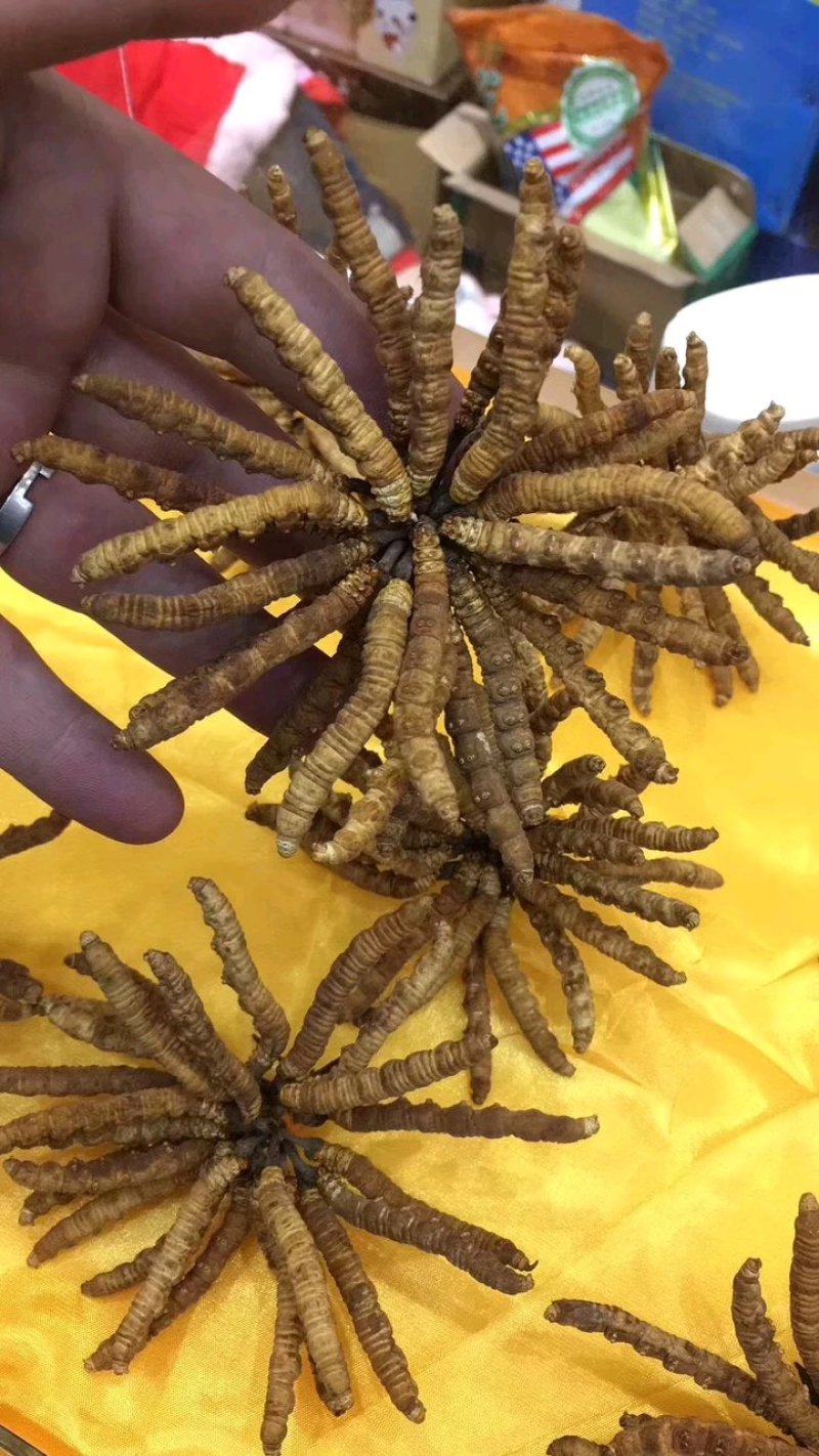 冬虫夏草找寻合作伙伴