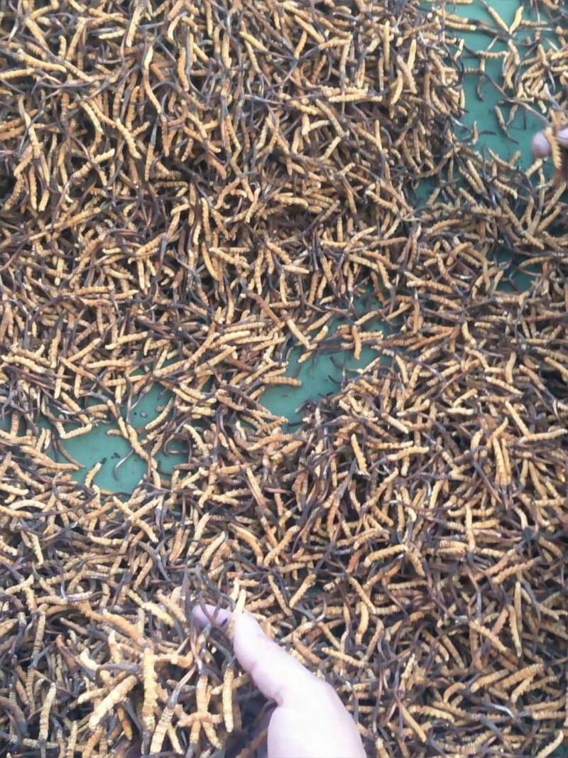 冬虫夏草找寻合作伙伴