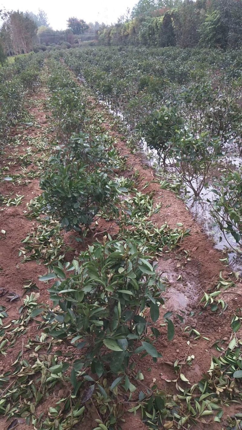 红叶石楠小毛球8冠幅50大杯苗1.5苗圃大量供应大小规格