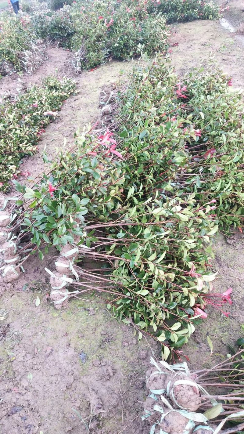 红叶石楠小毛球8冠幅50大杯苗1.5苗圃大量供应大小规格