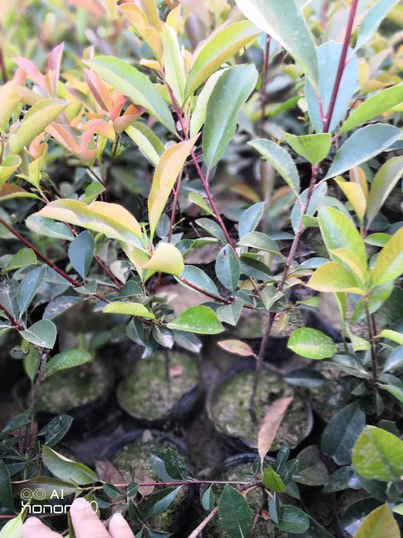 红叶石楠小毛球8冠幅50大杯苗1.5苗圃大量供应大小规格