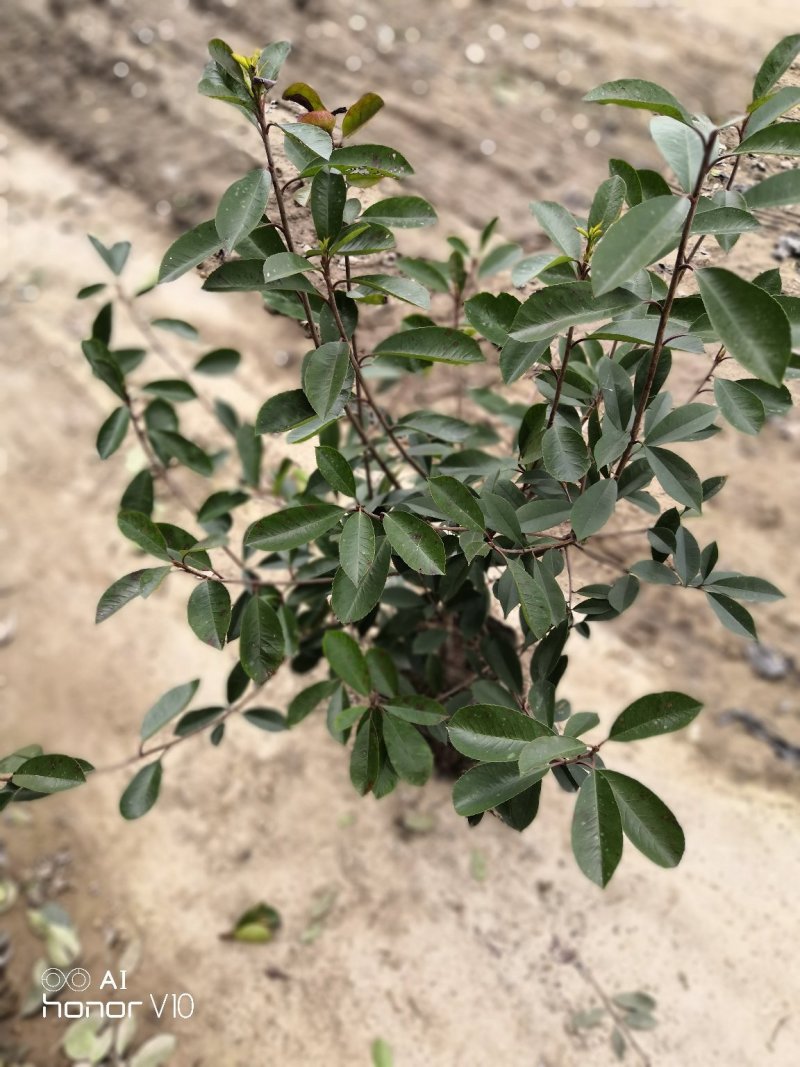 红叶石楠小毛球8冠幅50大杯苗1.5苗圃大量供应大小规格