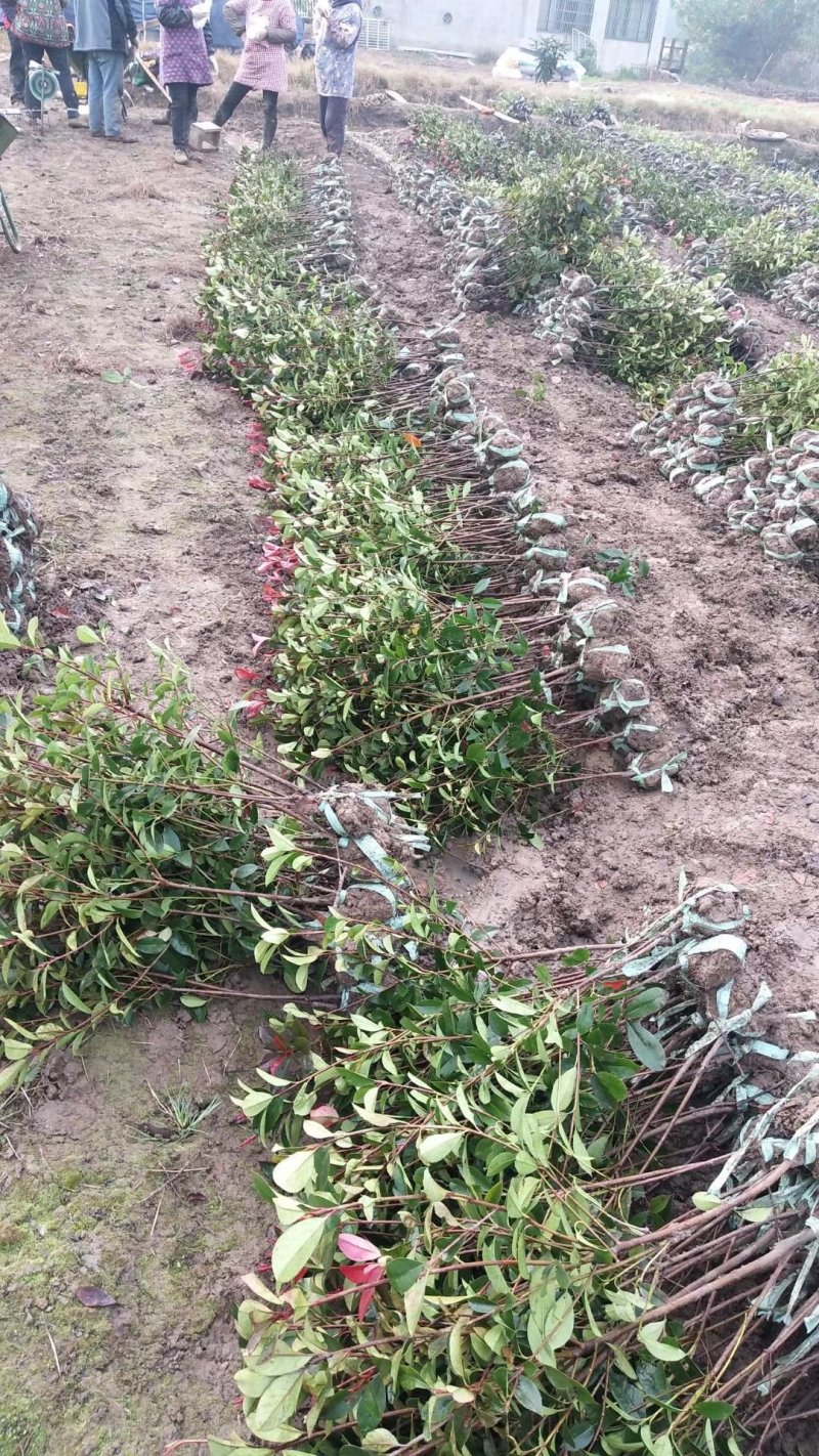 红叶石楠小毛球8冠幅50大杯苗1.5苗圃大量供应大小规格