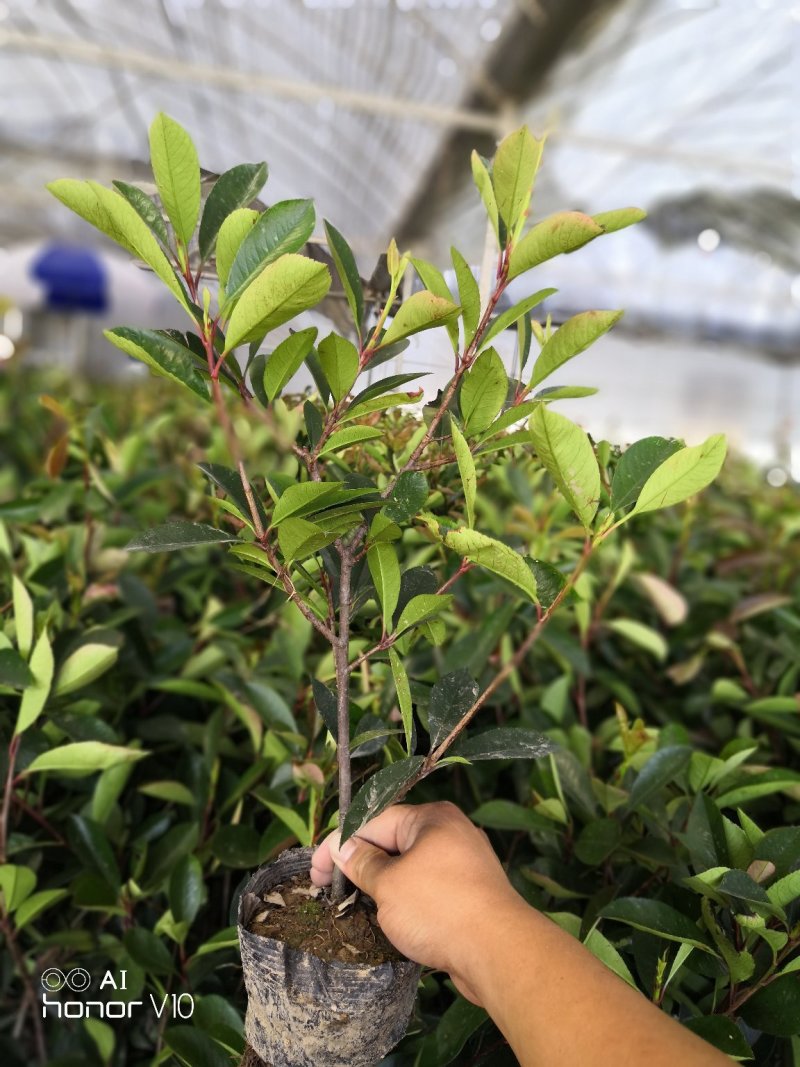 红叶石楠小毛球8冠幅50大杯苗1.5苗圃大量供应大小规格