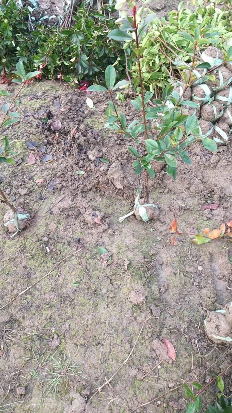红叶石楠小毛球8冠幅50大杯苗1.5苗圃大量供应大小规格