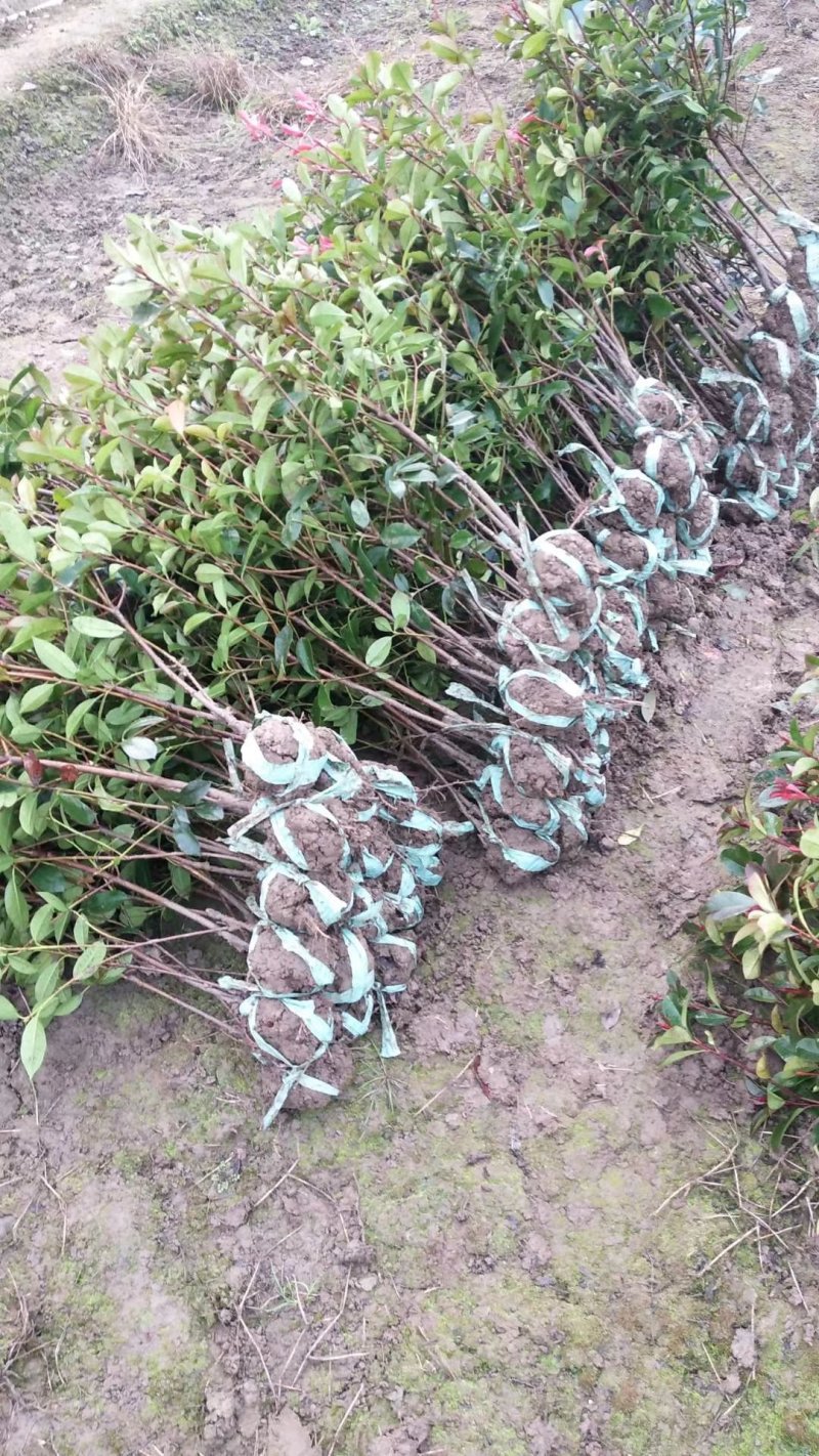 红叶石楠小毛球8冠幅50大杯苗1.5苗圃大量供应大小规格