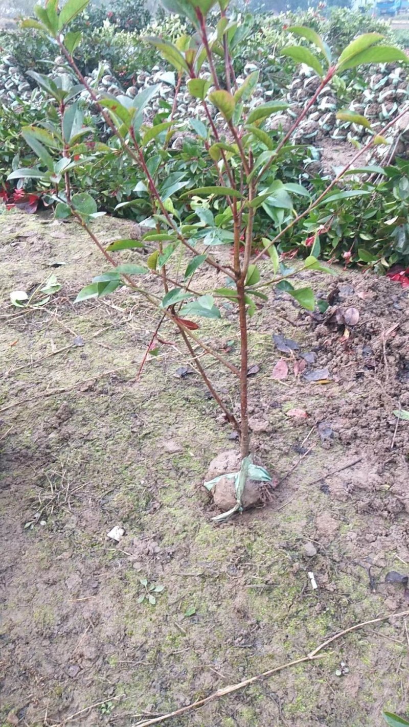 红叶石楠小毛球8冠幅50大杯苗1.5苗圃大量供应大小规格