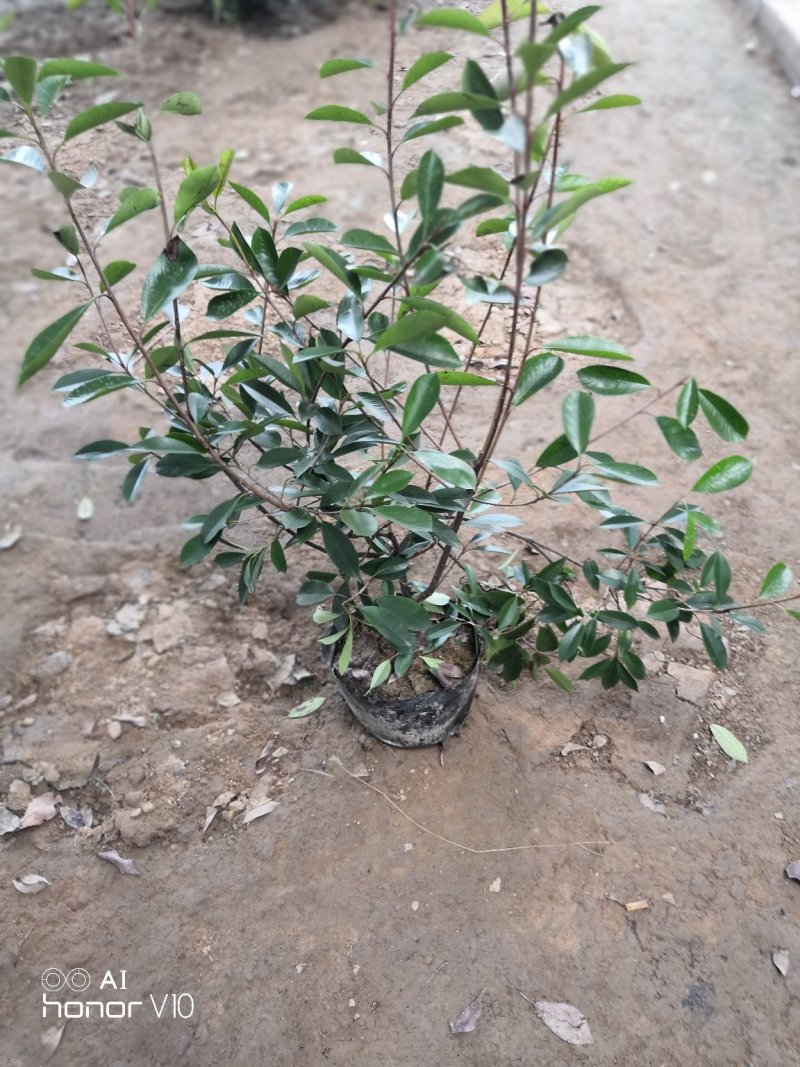 红叶石楠小毛球8冠幅50大杯苗1.5苗圃大量供应大小规格