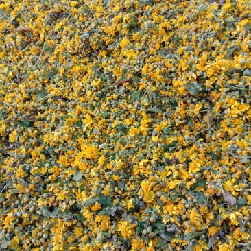 野菊花全干货，含量高，1.3以上，有大货，需要的老板联系