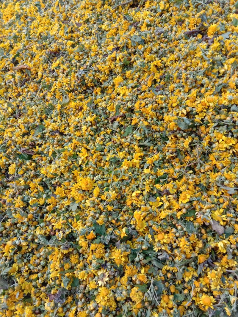 野菊花全干货，含量高，1.3以上，有大货，需要的老板联系