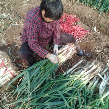 山东章丘大葱批发