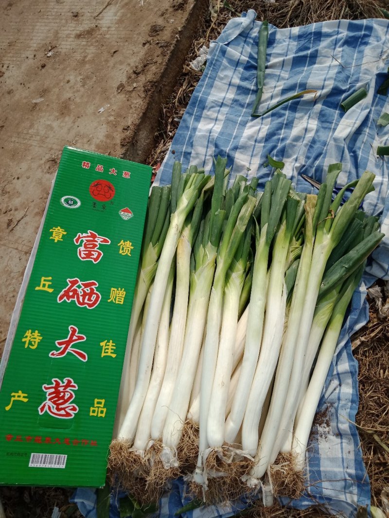 山东章丘大葱批发