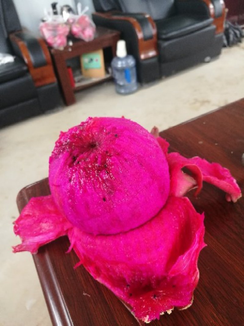 火龙果苗