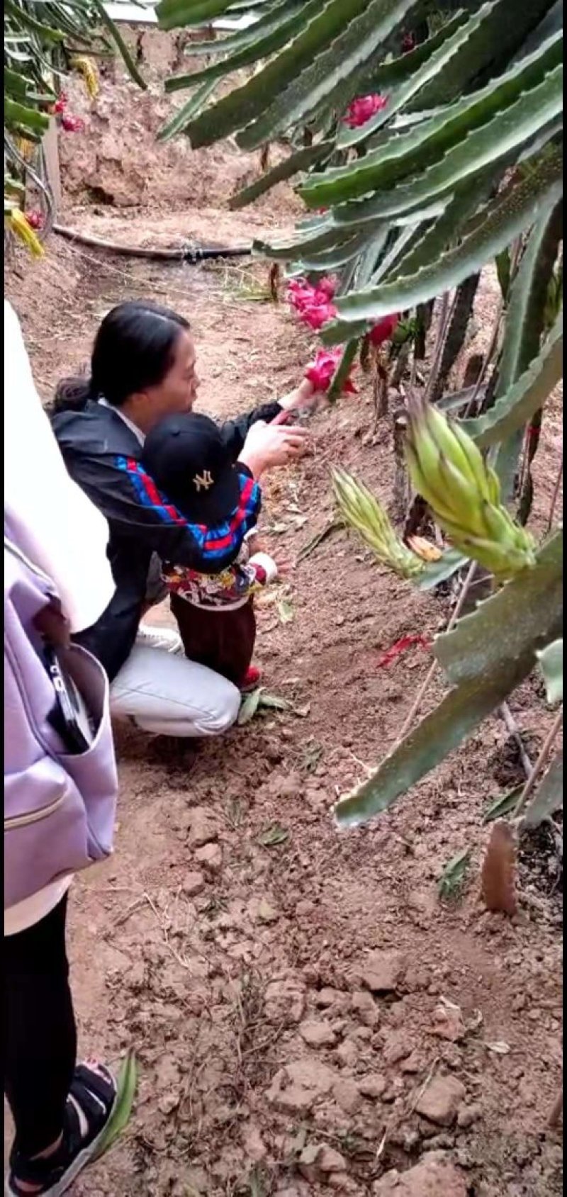 火龙果苗