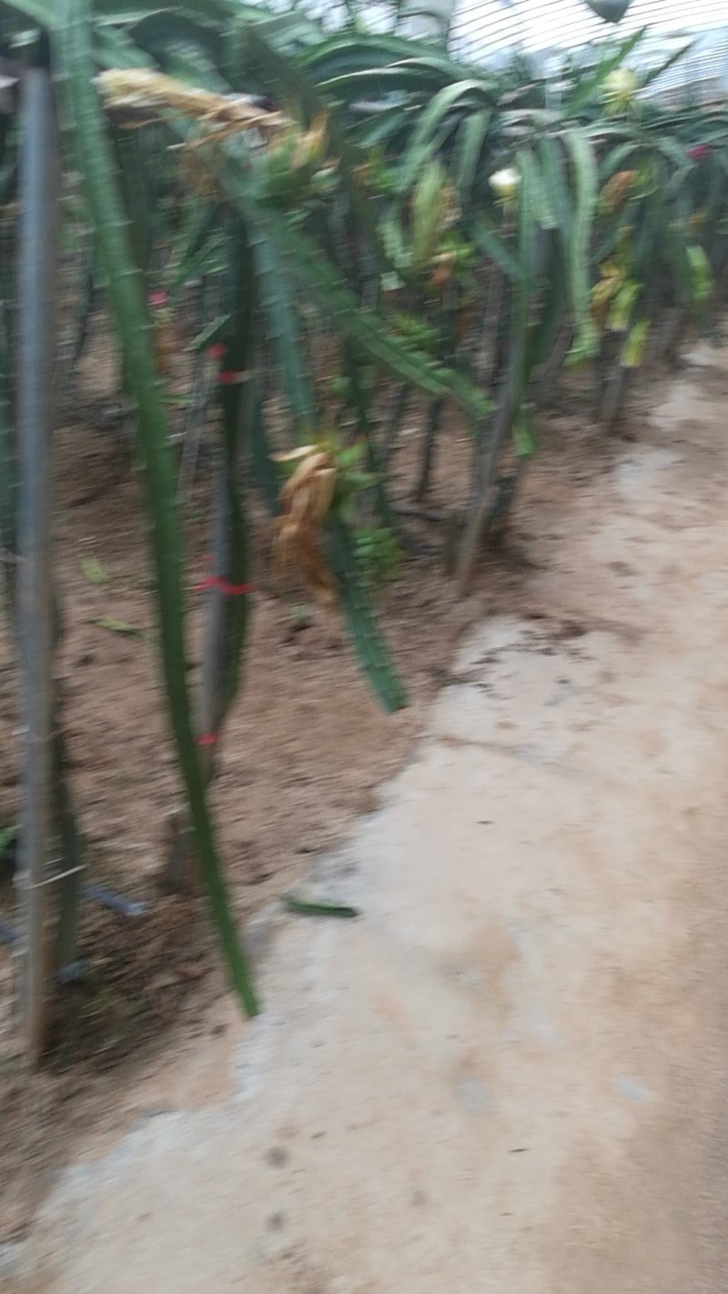 火龙果苗