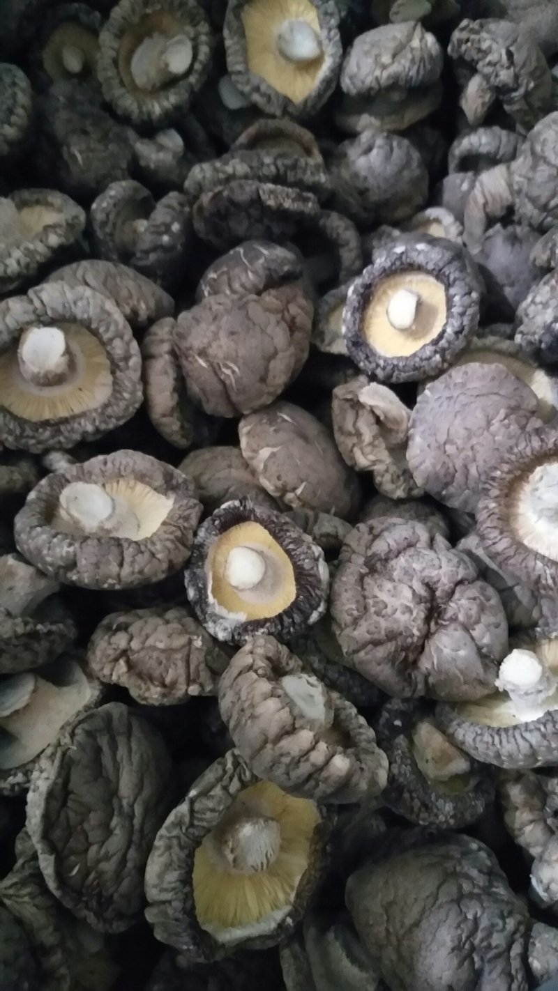 冬菇，产地直销品种齐全