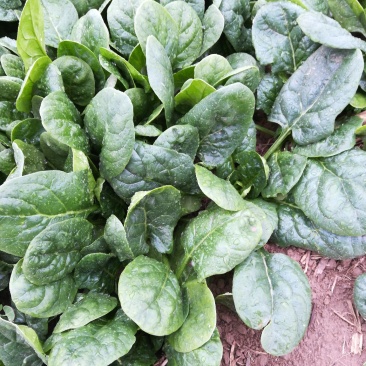 帝沃2号菠菜
